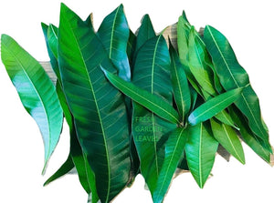 Fresh Mango Leaves Tea Organic All Natural, No Pesticide, No Chemical from South Florida Qty 250+-menswallet
