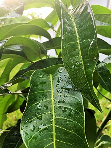 Fresh Mango Leaves Tea Organic All Natural, No Pesticide, No Chemical from South Florida Qty 250+-menswallet
